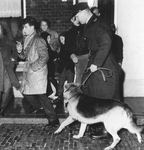 603556 Afbeelding van een politieagent met een hond tijdens ongeregeldheden in de Boorstraat te Utrecht tijdens de ...